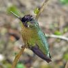 Green-backed Firecrown near Puerto Varas, Chile